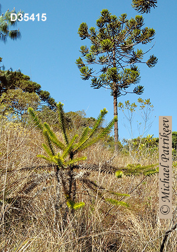 Candelabra Tree (Araucaria angustifolia)